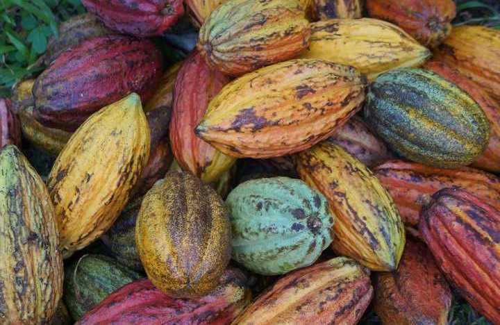 Cacao Husk Tea